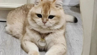 Пропал знаменитый самарский кот-эскортник Армани 