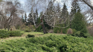Стало известно, когда в Самаре откроется Ботанический сад