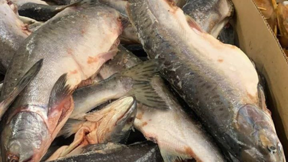 В Самарской области с полок магазинов изъяли тонну опасной рыбы и морепродуктов