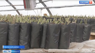 В Самарской области приступили к укоренению 6 тысяч роз