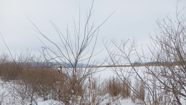 Пятнистый олень снова замечен в Жигулевском заповеднике