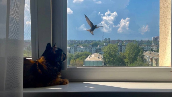 Самарцам рассказали о лучших местах для наблюдением за редкими птицами региона