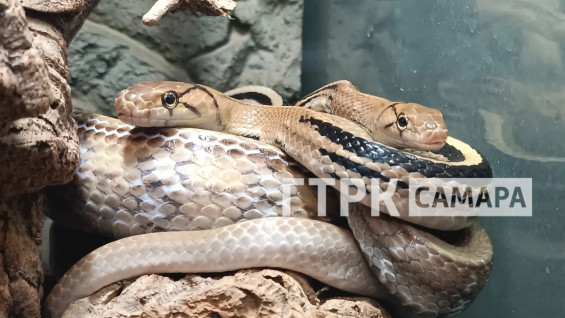 Под Самарой в дом пенсионерки забралась змея