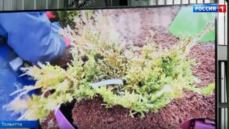 Вячеслав Федорищев отметил вклад Самарской области в развитие «зеленой отрасли» 