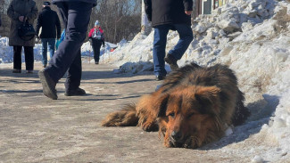 Александр Бастрыкин поручил возбудить уголовное дело из-за агрессивных собак в самарском детсаду