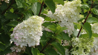 Вера Глухова раскрыла особенности цветения гортензий 