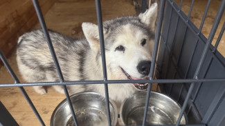 Кинологи объяснили самарцам, что значат резкие перемены в поведении собак