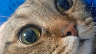 Куклачев рассказал самарцам, что и у кошек бывают психические травмы