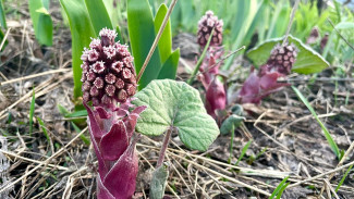 Штормовой ветер и мороз: жителям Самарской области грозит оранжевая опасность 10 мая