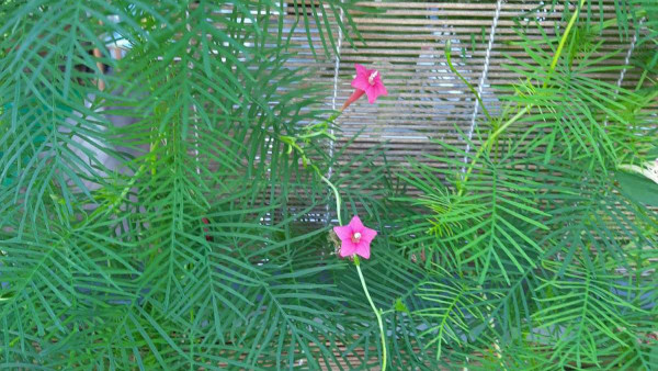 Ипомею не сажать: почему самарским дачникам грозит уголовная ответственность за цветы