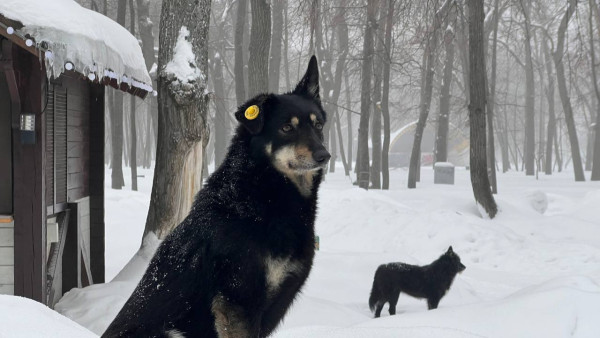 В Самаре выделят 3 миллиона рублей на решение проблемы бездомных животных