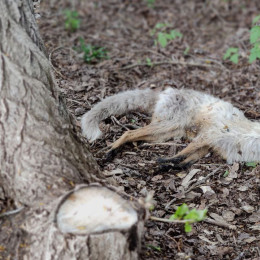 В Самарской области объявлен карантин из-за смертельной болезни