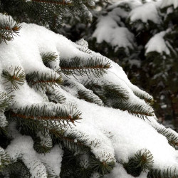 В Самарскую область 10 февраля пришли трескучие морозы до -25 градусов