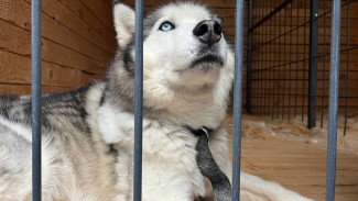 Кинологи против догшеринга: почему аренда собак опасна для животных?