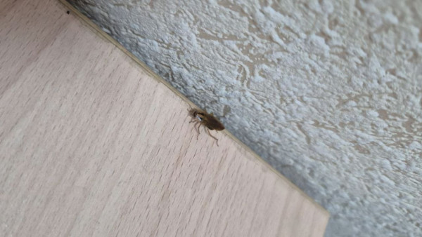 Ресторан в Тольятти оштрафовали за насекомых и нарушения хранения продуктов