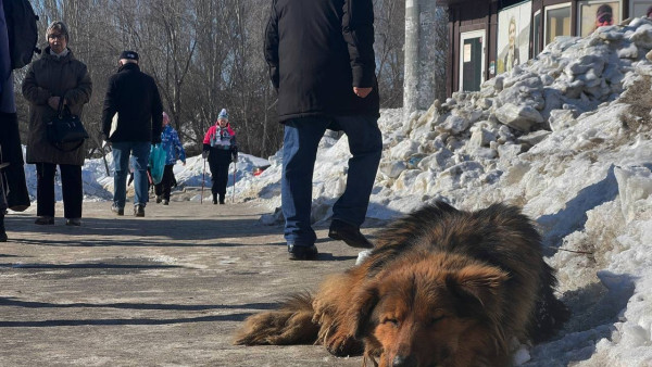 Самарцы массово жалуются на тошноту во время прогулок