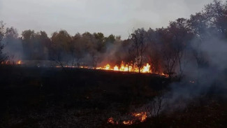 В Самарской области за сутки предотвращено 2 лесных пожара 