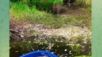 Минприроды сообщило о массовом заморе рыбы под Самарой