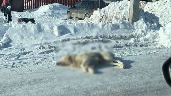 В селе под Самарой неизвестные отравили всех бездомных собак