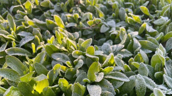 В Самарской области ожидаются заморозки в ночь на 26 сентября