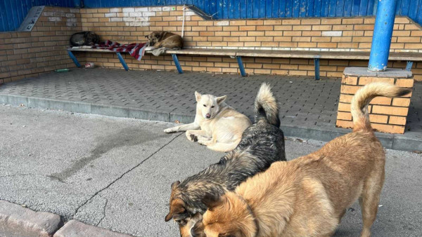 В Самарской области назвали территории, где запрещено подкармливать бездомных собак