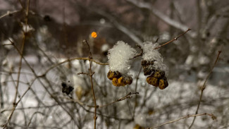 Народные приметы на 30 января: не делайте этого в Антона–перезимника, чтобы не накликать болезнь