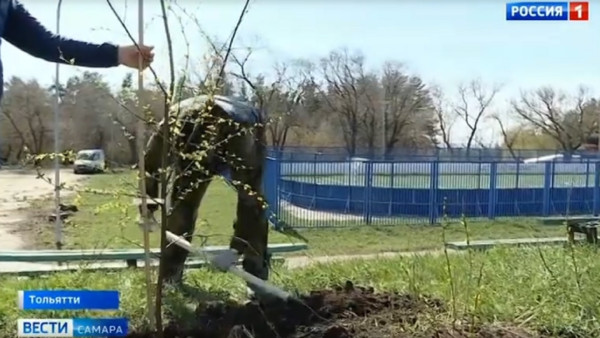 В Тольятти появится новая березовая аллея 