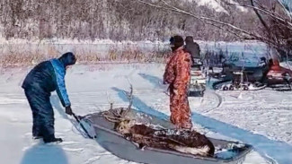 В Самарской области на территории Нацпарка «Самарская Лука» спасли тонущего оленя 