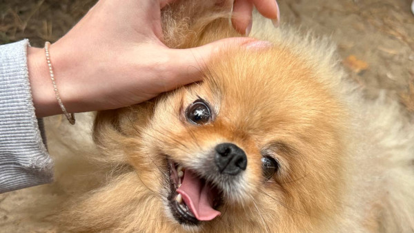 День домашних животных в России 11 апреля: поздравьте своих хвостатых и усатых друзей