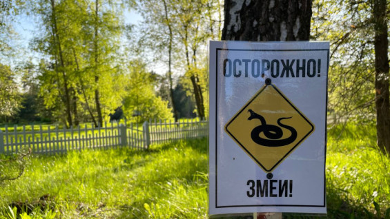 Самарцам объяснили, как отличить опасную гадюку от безопасного ужа