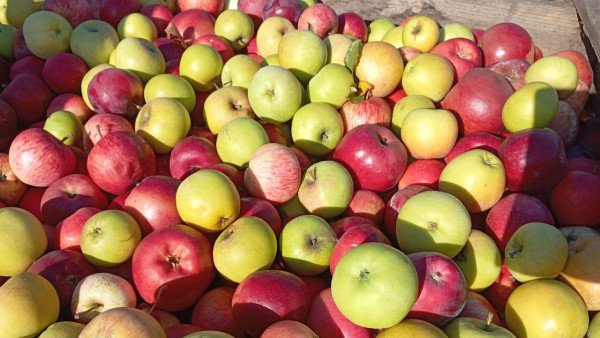 Врач Л.Афинская рассказала самарцам какие плоды эффективно снижают холестерин 