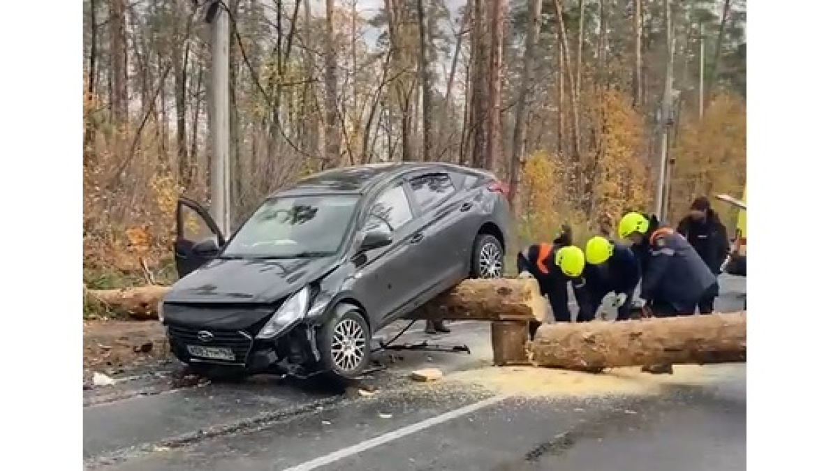 В Тольятти на крышу авто упало дерево – Новости Самары и Самарской области  – ГТРК Самара