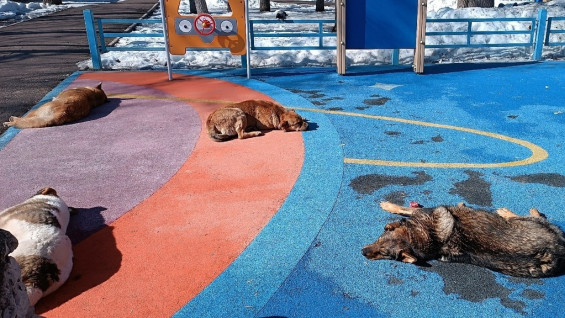 В Самаре бродячие собаки захватили детскую площаку в парке Гагарина