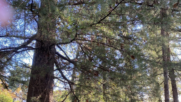 Стало известно, сколько кабанов остались живы после зимы в Самарской Луке