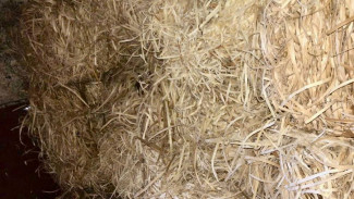 Самарским приютам для животных помогли подготовиться к зиме