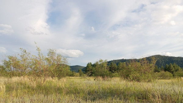 Более 9 гектаров сельхозземель Самарской области заросло бурьяном 