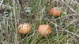 Самарцы делятся снимками обильного грибного урожая