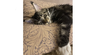 Толкование снов на 23 марта 2024: тринадцатый лунный день нередко искажен суевериями и страхами