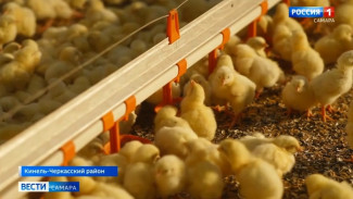 В Самарской области на птицефабрике резко нарастили объемы выпуска продукции 