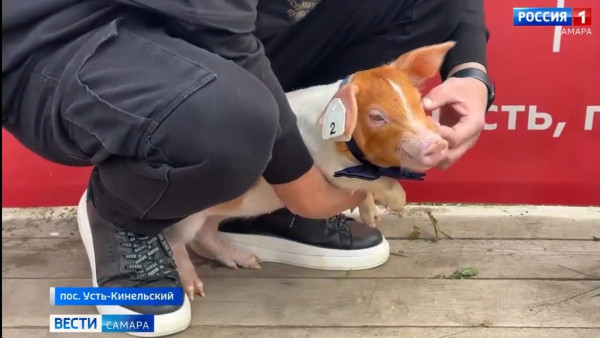 В Самарской области фермерское хозяйство представило экологичное мясо на агропромышленной выставке