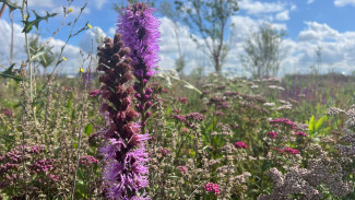 Народный календарь: 20 августа. Не делайте этого в день Марины-Пимены, чтобы не заболеть