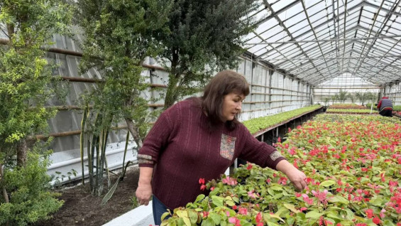 К лету в Самаре высадят 1,4 миллиона цветов-летников