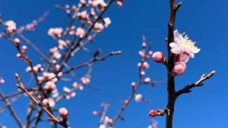 В Самарской области воздух ночью вновь достигнет минусовой отметки на выходные 25–26 апреля
