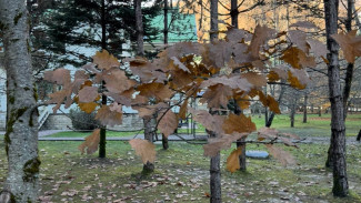 В Самаре на ул. Пролетарской у ТЦ "Вертикаль" может появится сквер