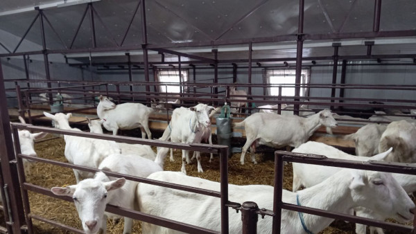 Под Самарой из-за мальтийской лихорадки введен карантин