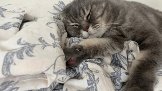 Самарцам рассказали, как быстрее просыпаться по утрам