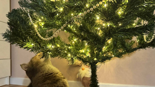 Самарцам рассказали, как защитить домашнюю новогоднюю елку от котов