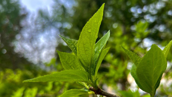 Фаддеев день 3 сентября: история, традиции и обычаи 