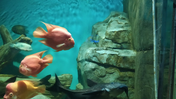 Самарский океанариум пополнили 4 черноперые акулы из Шри-Ланки