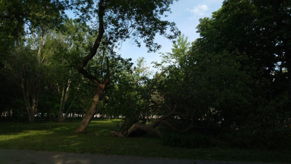 Самарский ураган 20 мая разломил напополам ясень-долгожитель в парке Гагарина